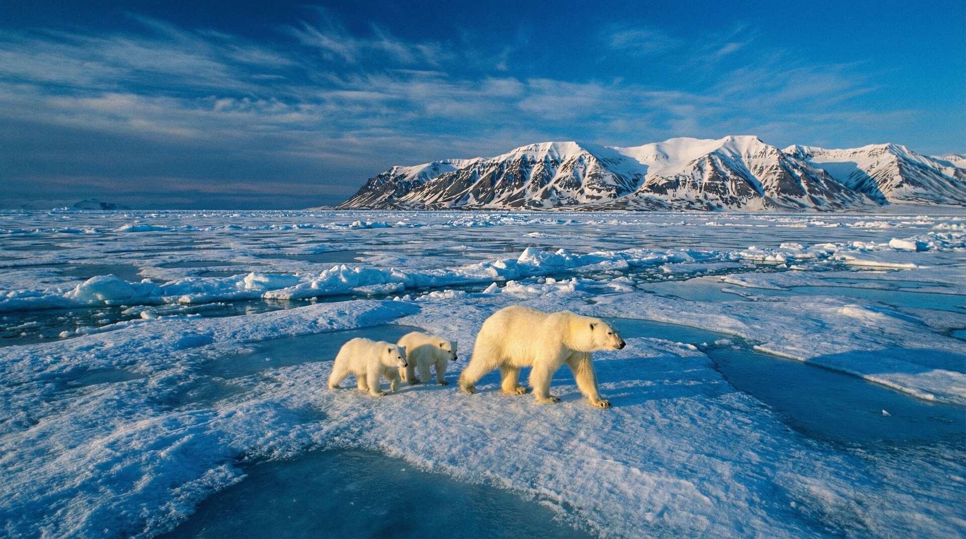 芒果视频北极熊视频